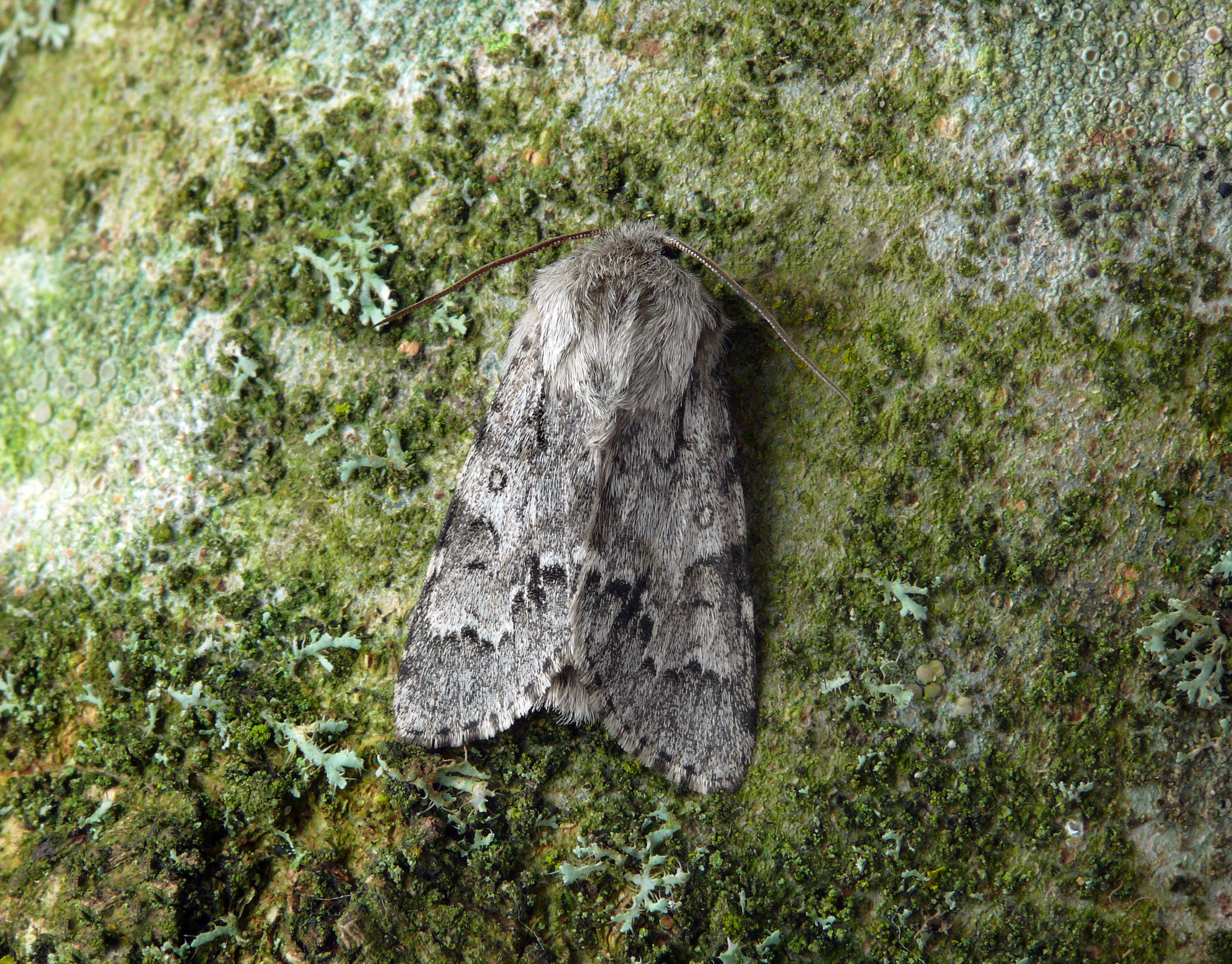 Imagem de Acronicta menyanthidis Vieweg 1790