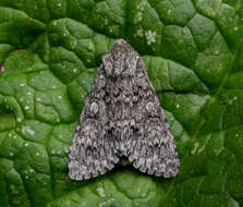 Image of poplar grey