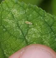 صورة Alconeura (Alconeura) dorsalis (De Long 1924)