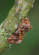 Imagem de Autographa pulchrina Haworth 1802