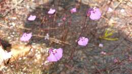 صورة Utricularia uniflora R. Br.