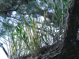 Image of Dendrobium chryseum Rolfe