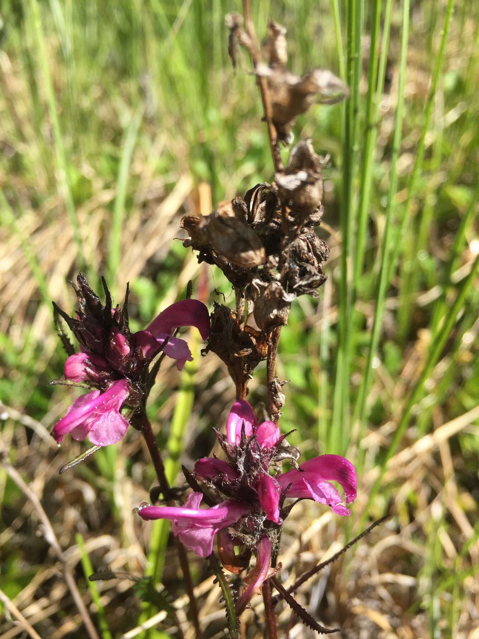 Image of Purple-Rattle