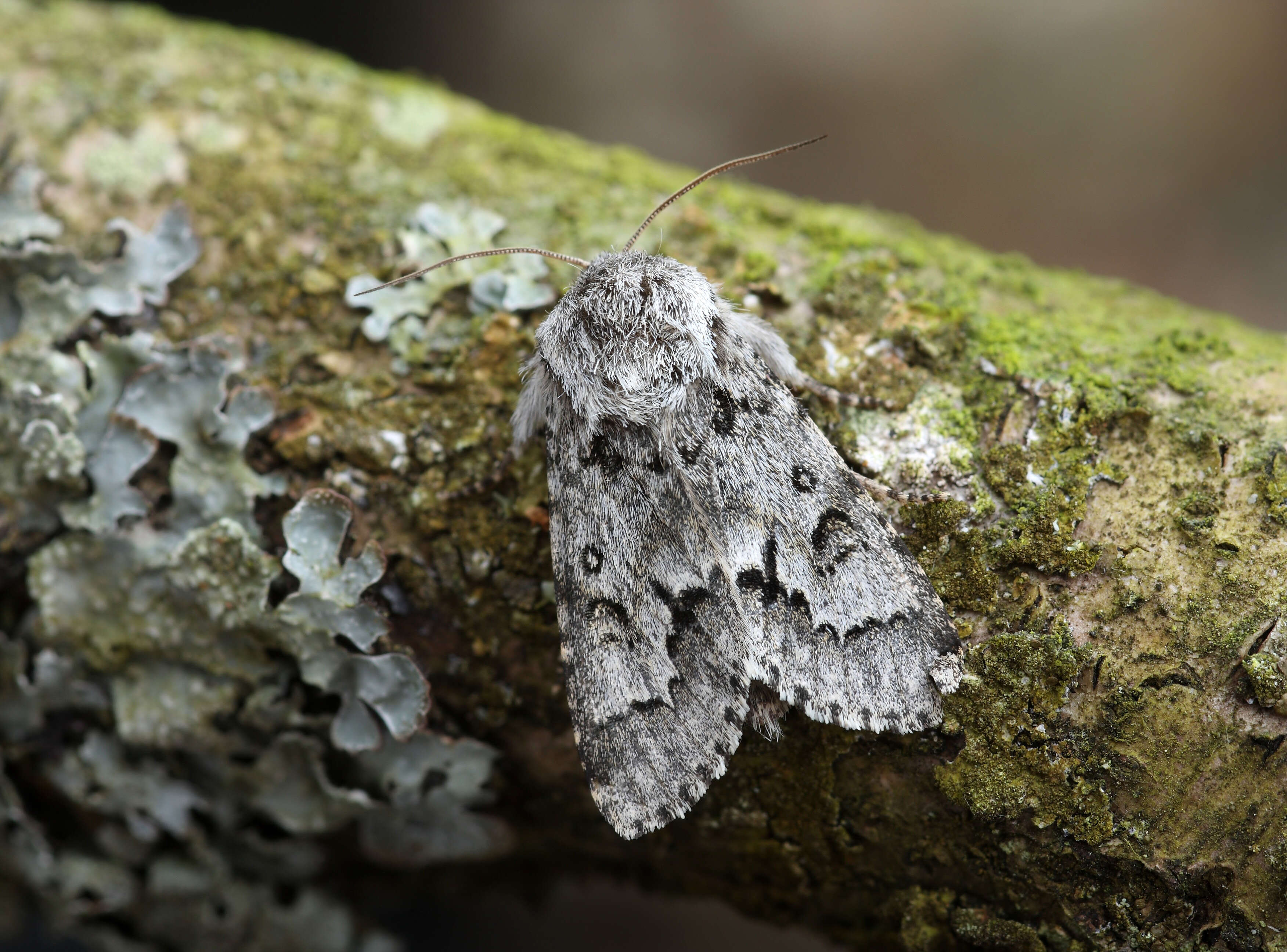 Imagem de Acronicta menyanthidis Vieweg 1790