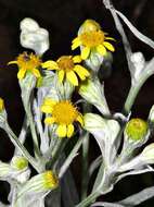 Image de Senecio mlilwanensis Compton