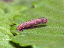 Image of Coleophora badiipennella Duponchel 1844