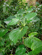 Image of <i>Piper latifolium</i>