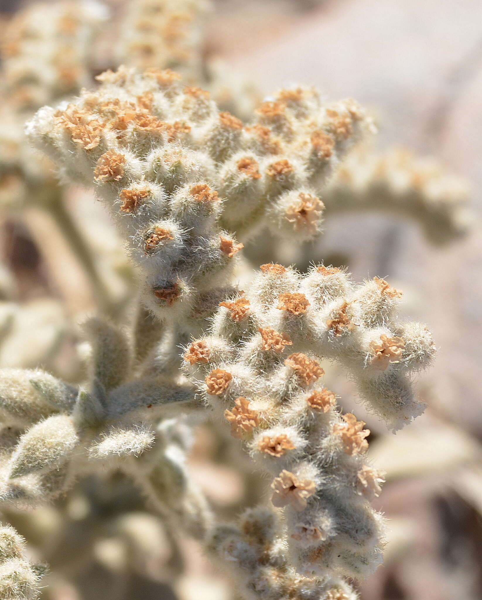 Image of Heliotropium tubulosum E. Mey. ex DC.