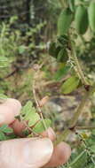 Indigofera melanadenia Harv.的圖片