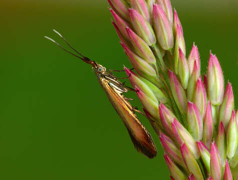 Image of Large Clover Case-bearer