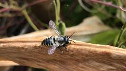 Image of Megachile igniscopata Cockerell 1911