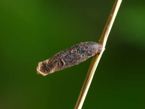 Image of Large Clover Case-bearer