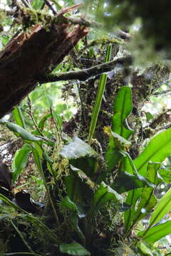 Image de Elaphoglossum luzonicum Copel.