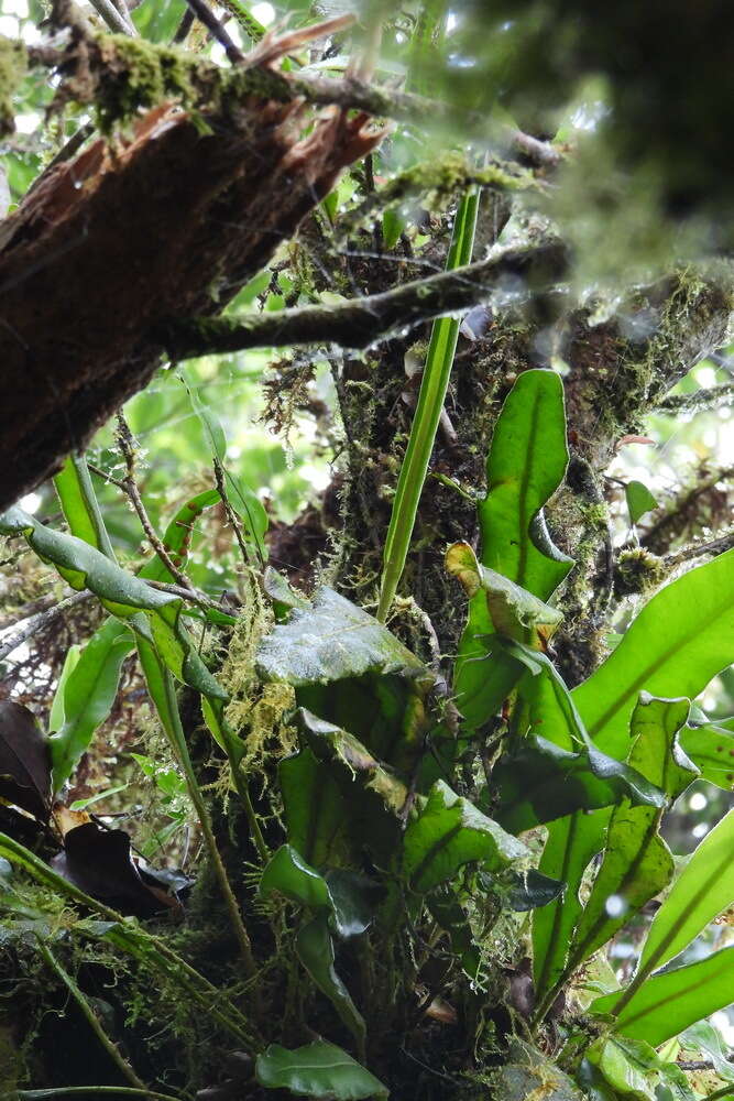 Image of Elaphoglossum luzonicum Copel.