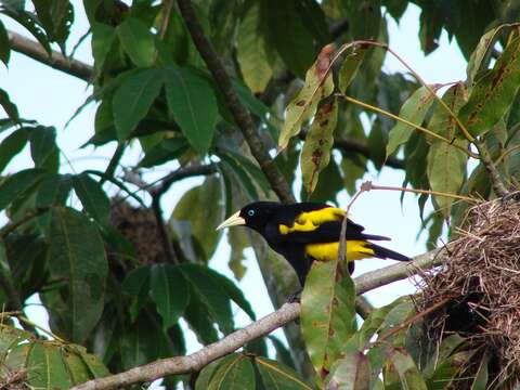 Image of Yellow-rumped Cacique