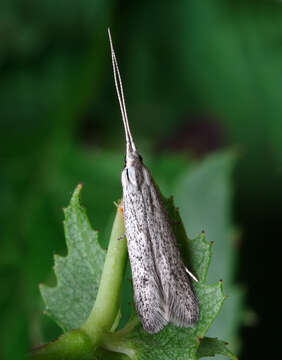 Image of grey fruit-tree case moth