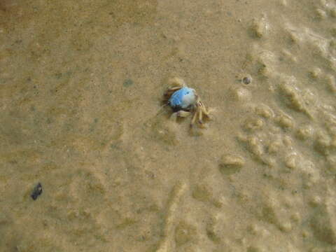 Image of Light-blue Soldier Crab