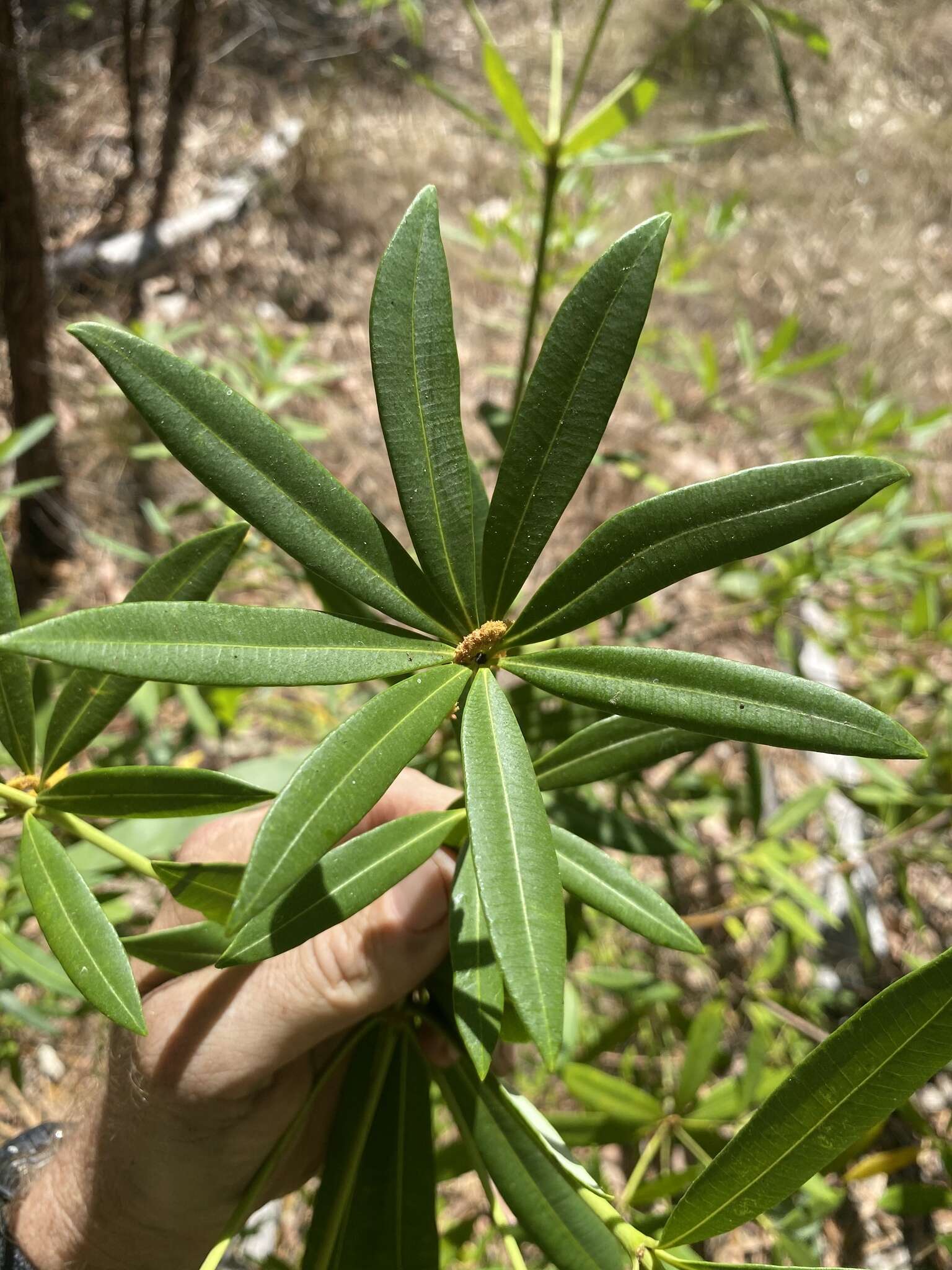 Alstonia actinophylla (Cunn.) Schumann的圖片