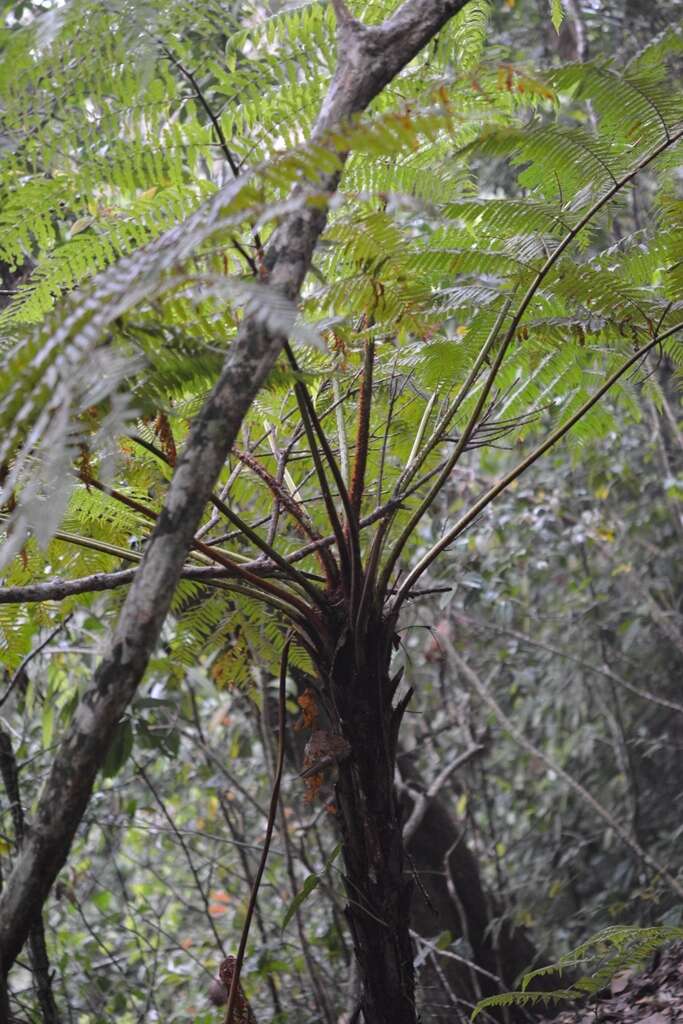 Image of Sphaeropteris horrida (Liebm.) R. Tryon