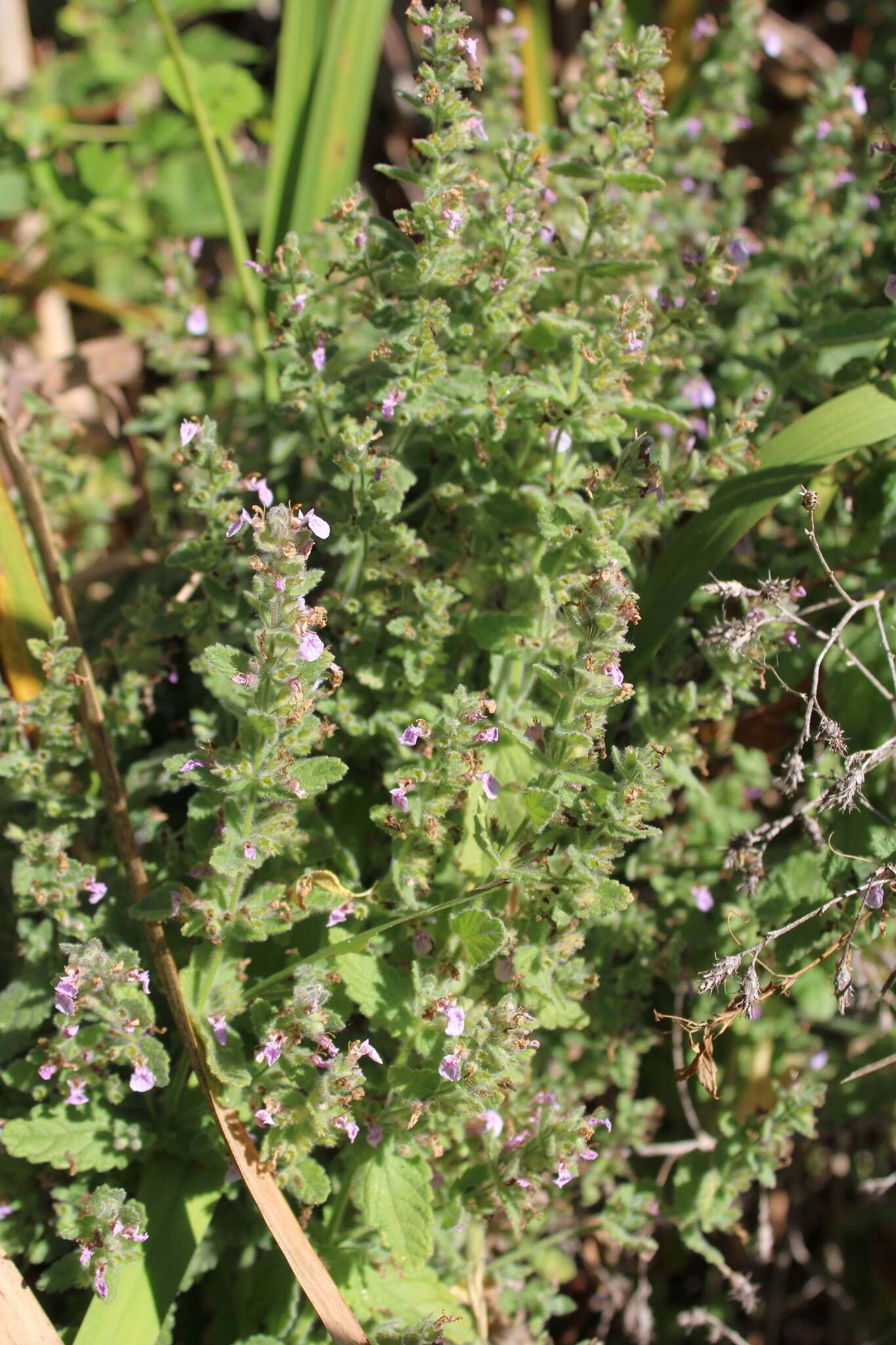 Imagem de Teucrium scordium subsp. scordioides (Schreb.) Arcang.