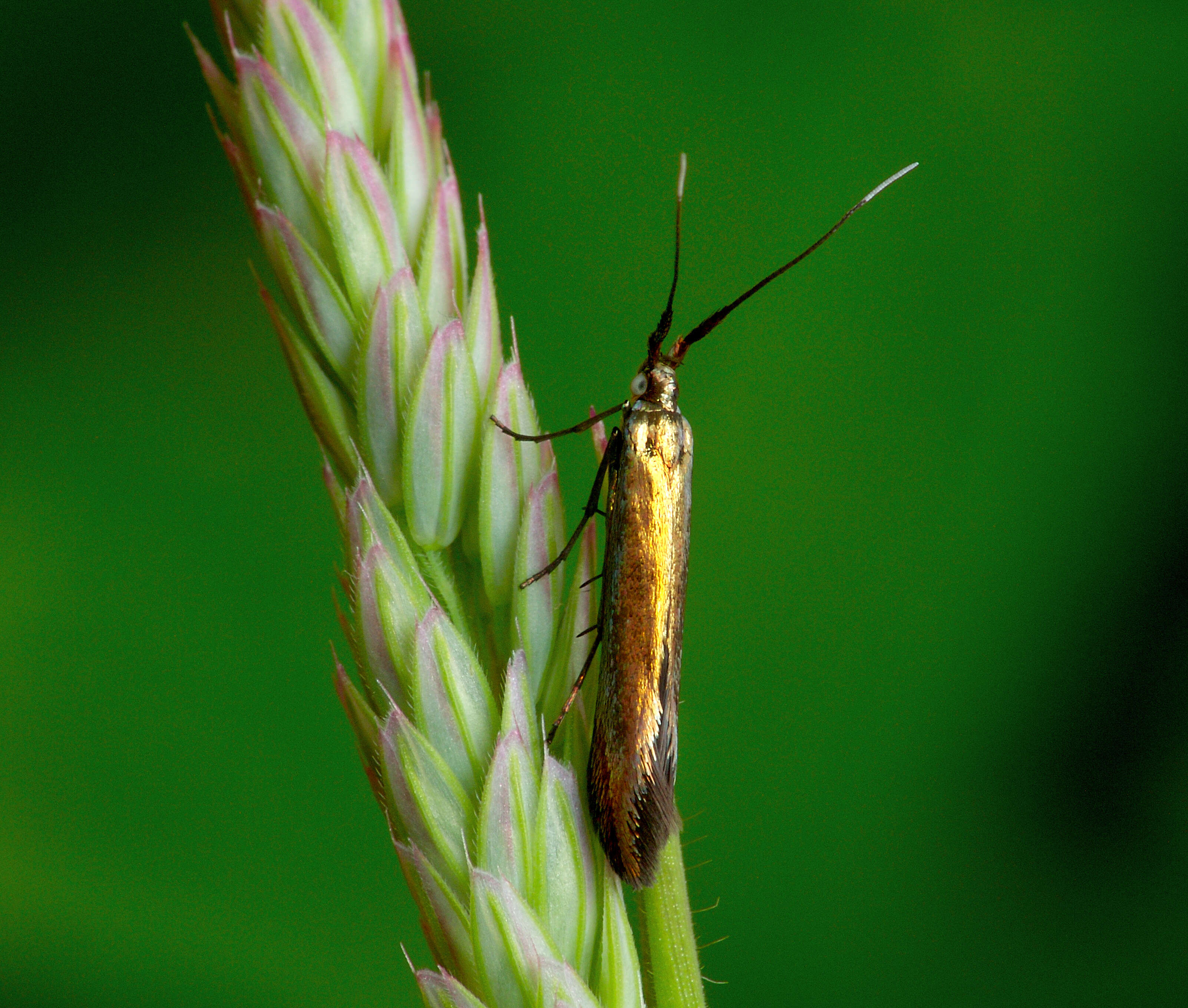 Image of Large Clover Case-bearer