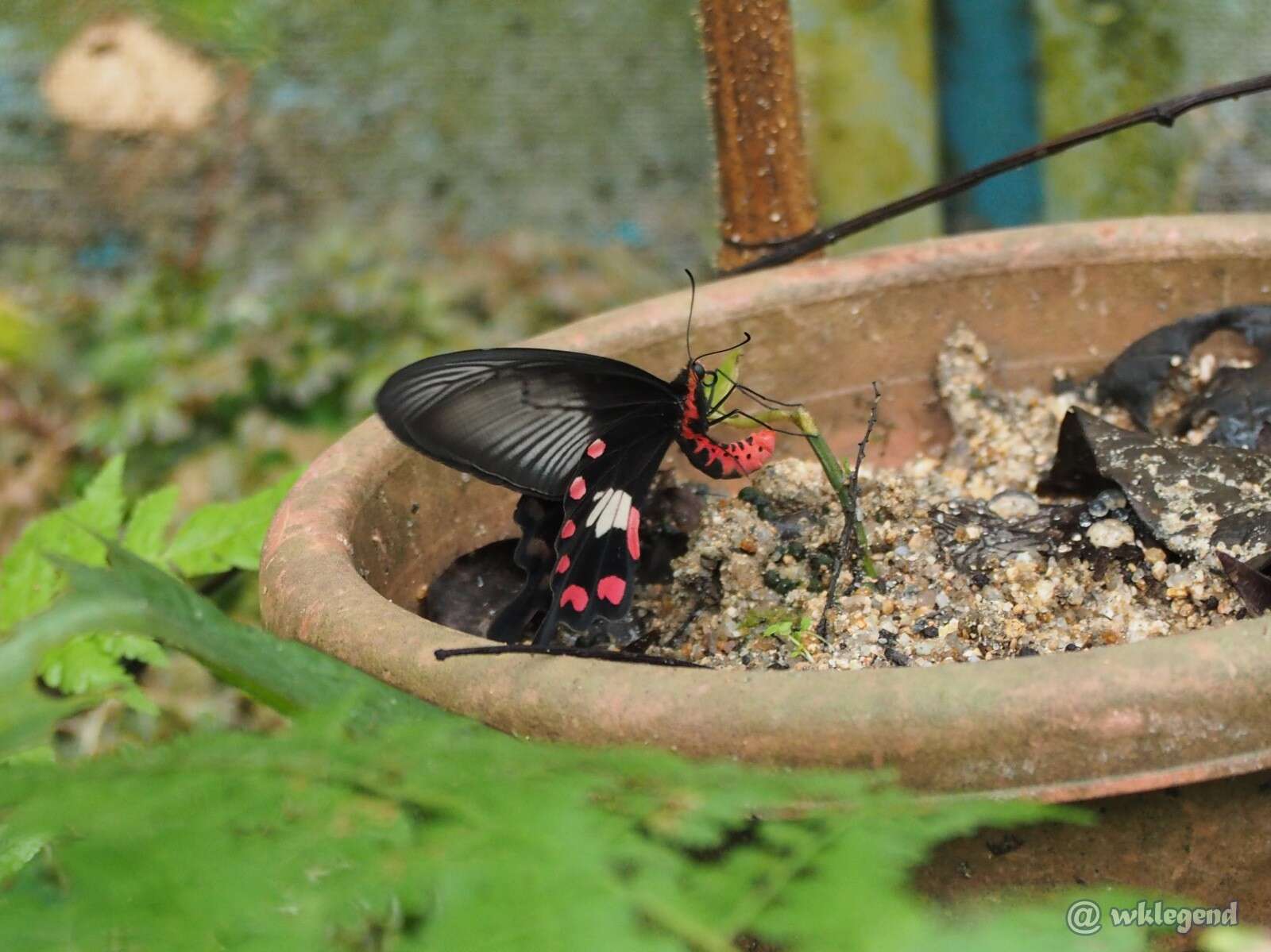 Image of Common Rose Butterfly