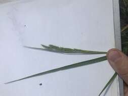 Image of Black-footed signal grass