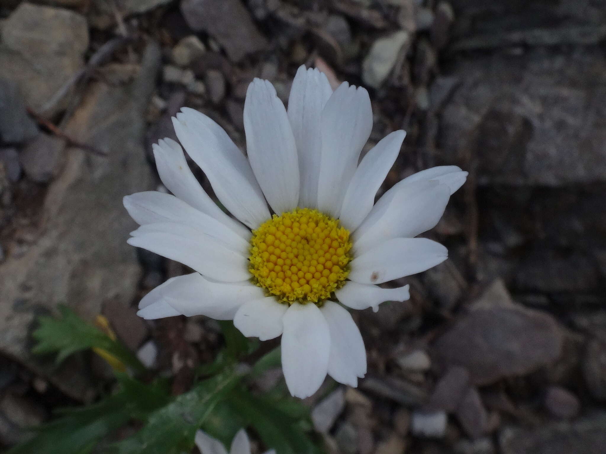 Image of Saw-leaved Moon-daisy