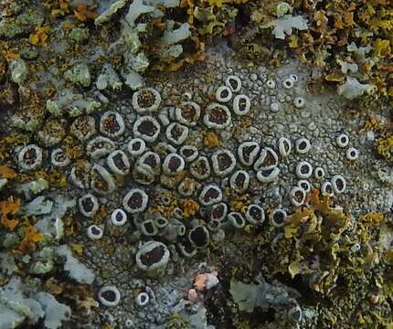 Image of rim lichen