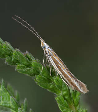 Image of Coleophora albicosta Haworth 1828