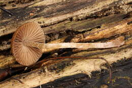 Imagem de Psathyrella psammophila A. H. Sm. 1972