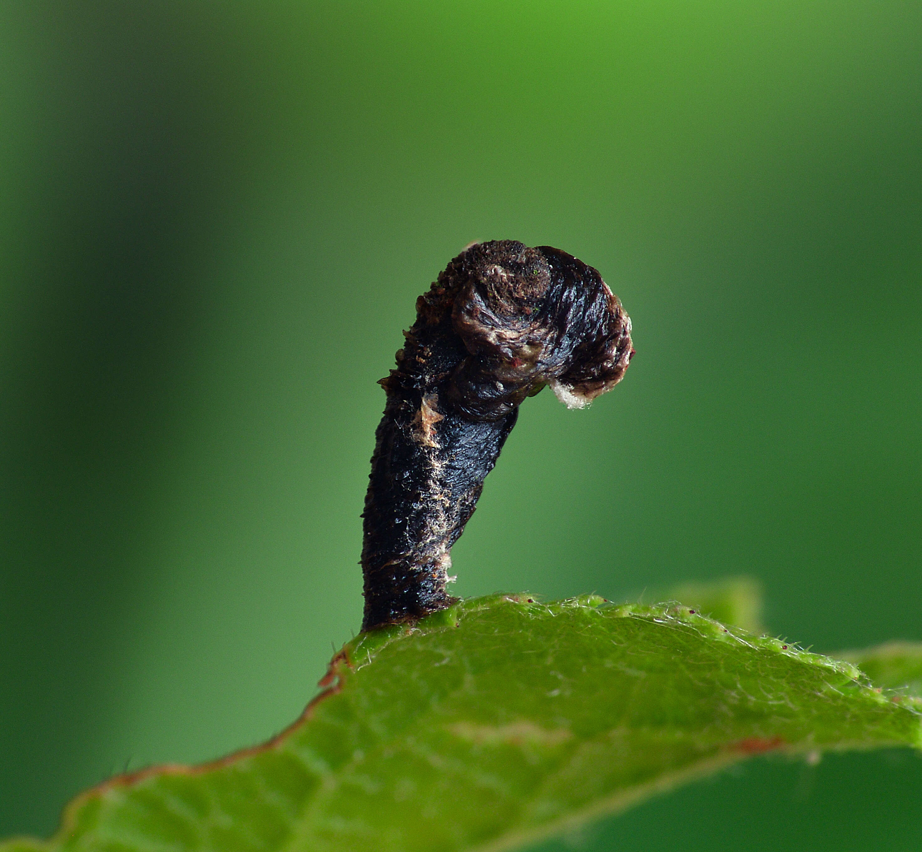 Image of Coleophora anatipennella Hübner 1796