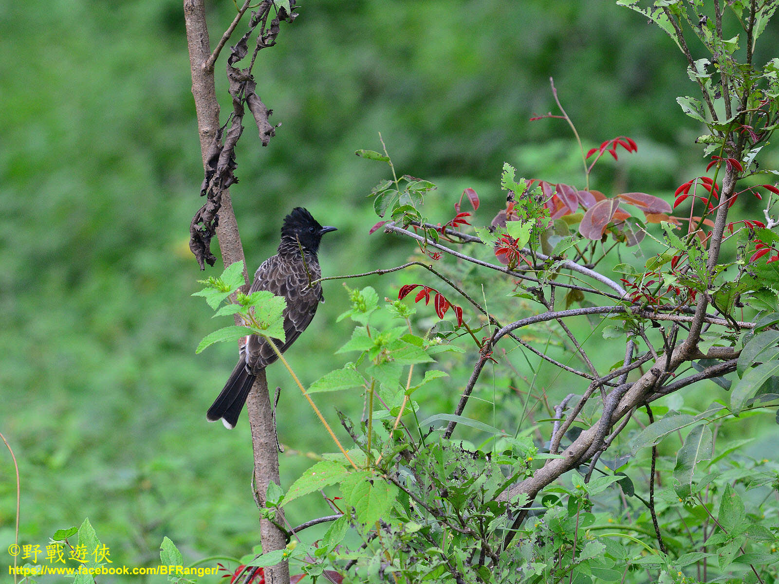 Image of Sri Lankan Red-vented Bulbul