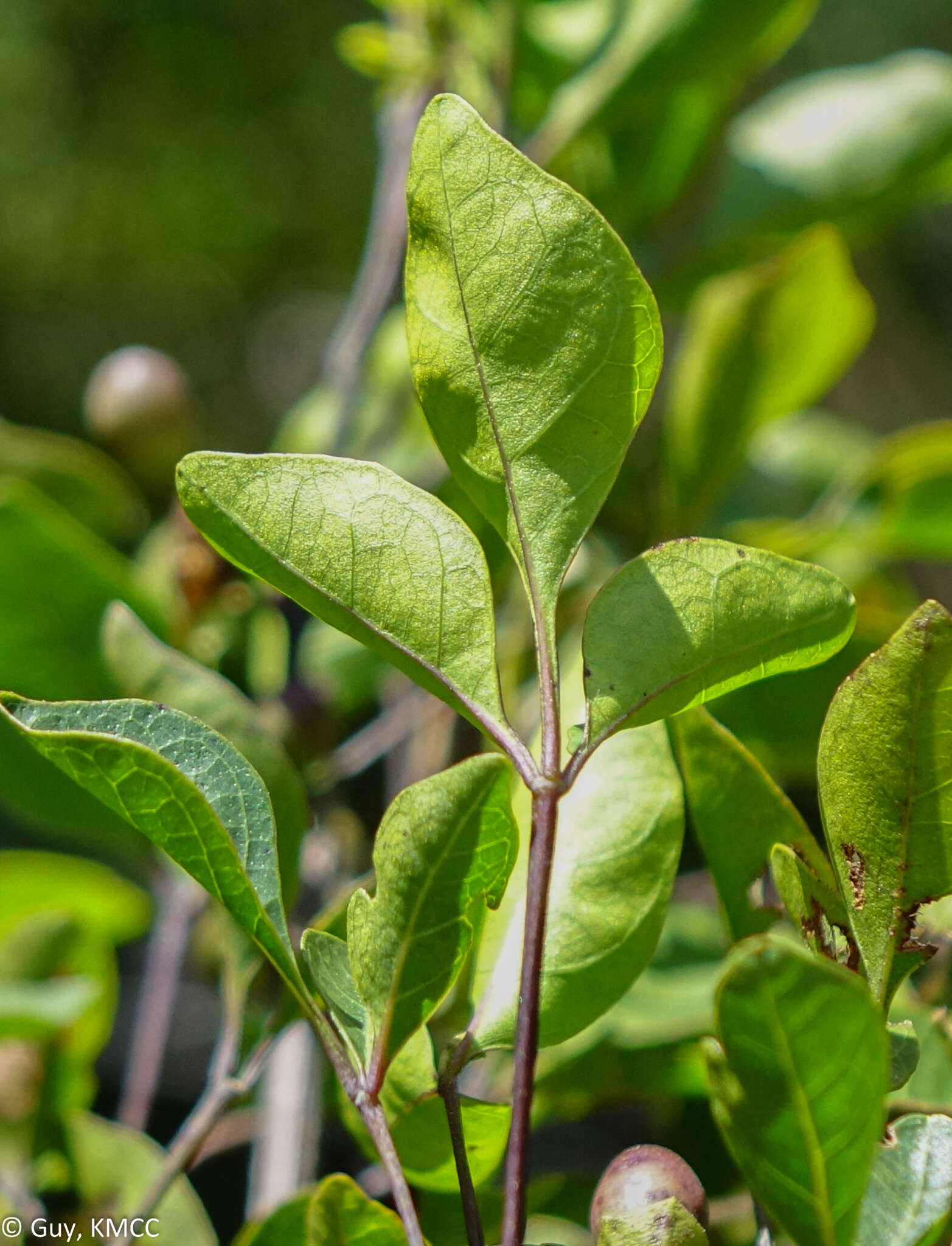 Imagem de Vitex pervillei Baker