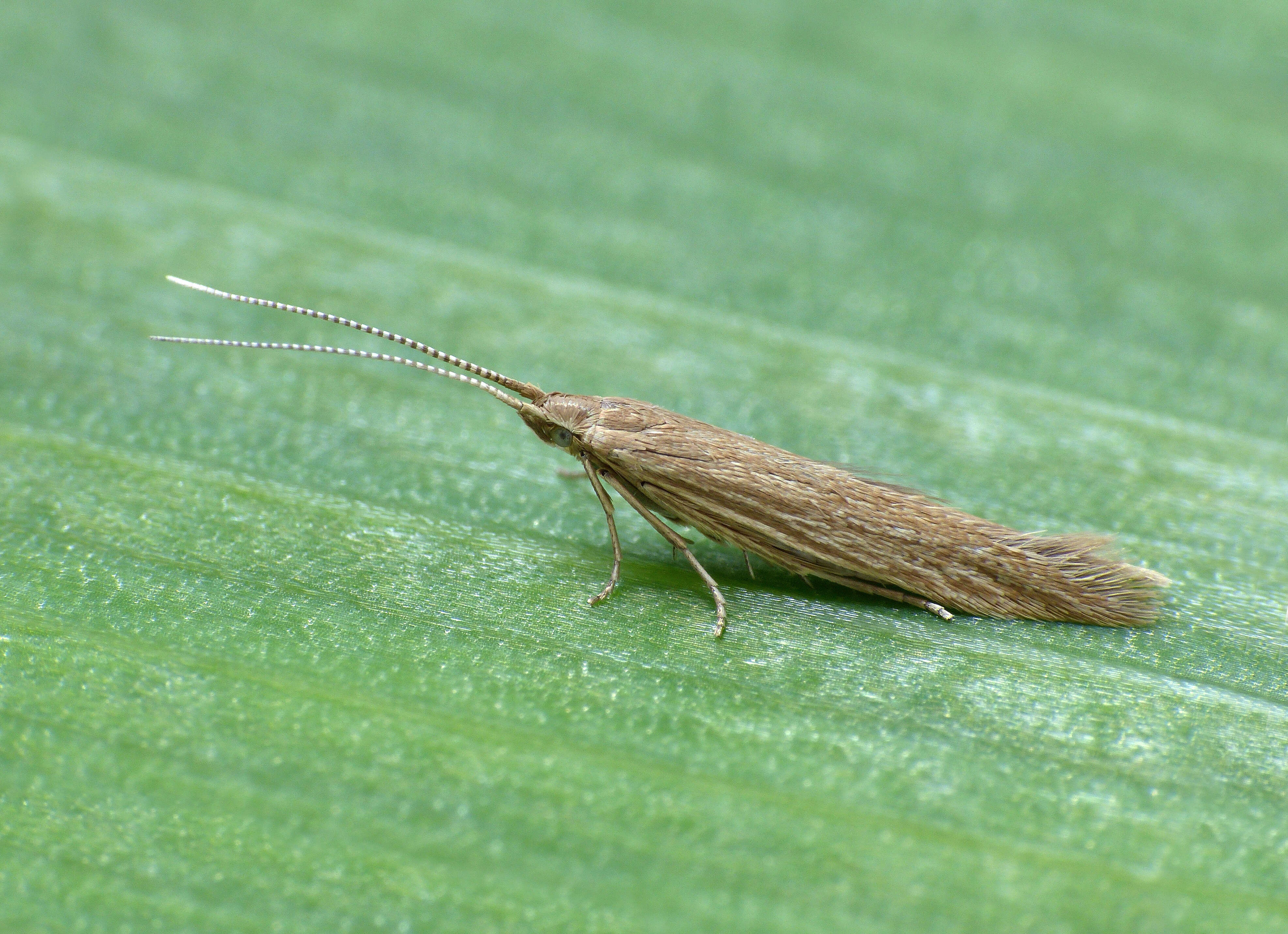 Image of Coleophora atriplicis Meyrick 1928