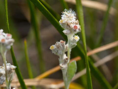 صورة Vellereophyton dealbatum (Thunb.) Hilliard & Burtt