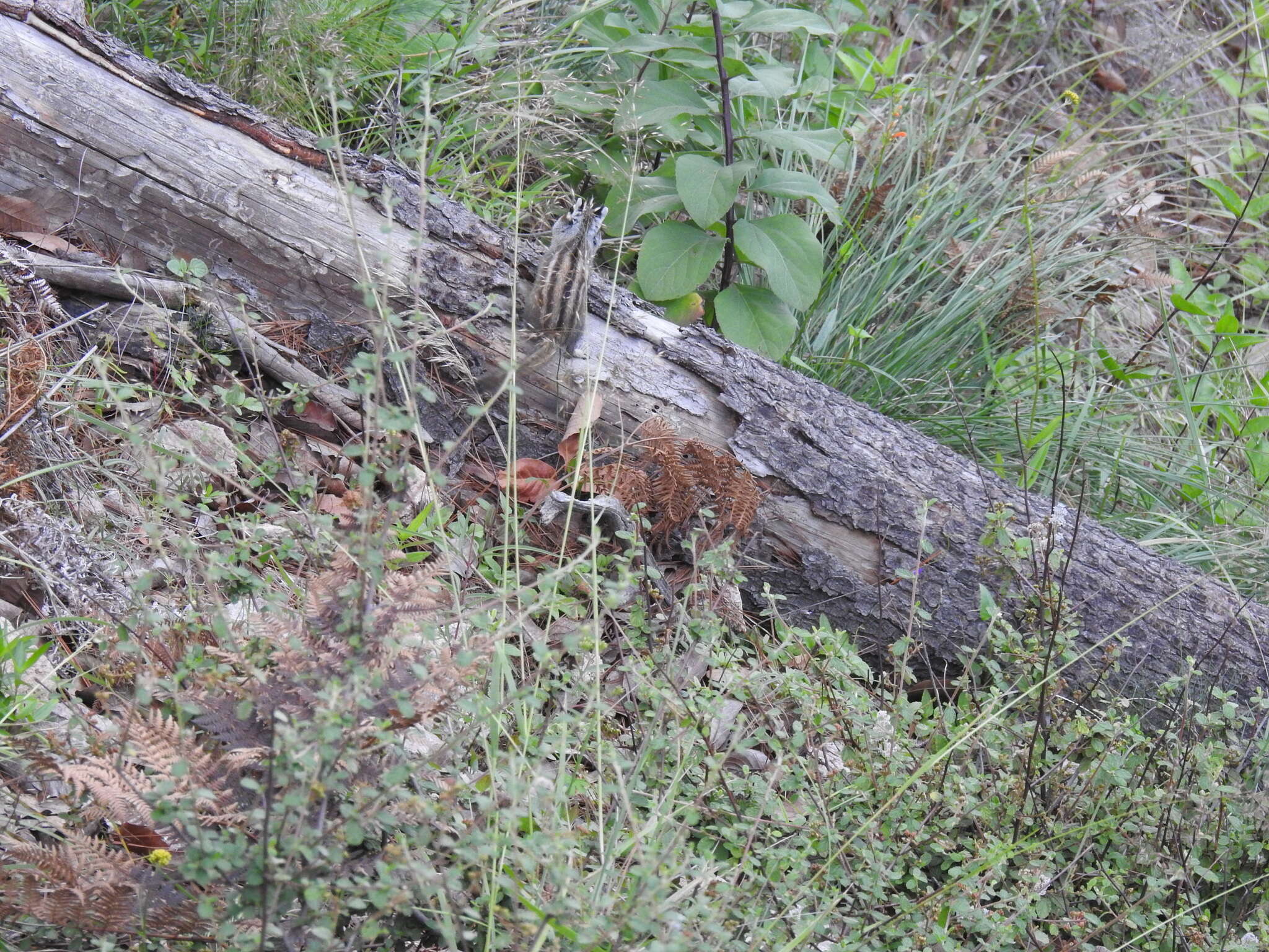 Image of Durango Chipmunk