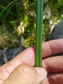 Imagem de Carex lacustris Willd.