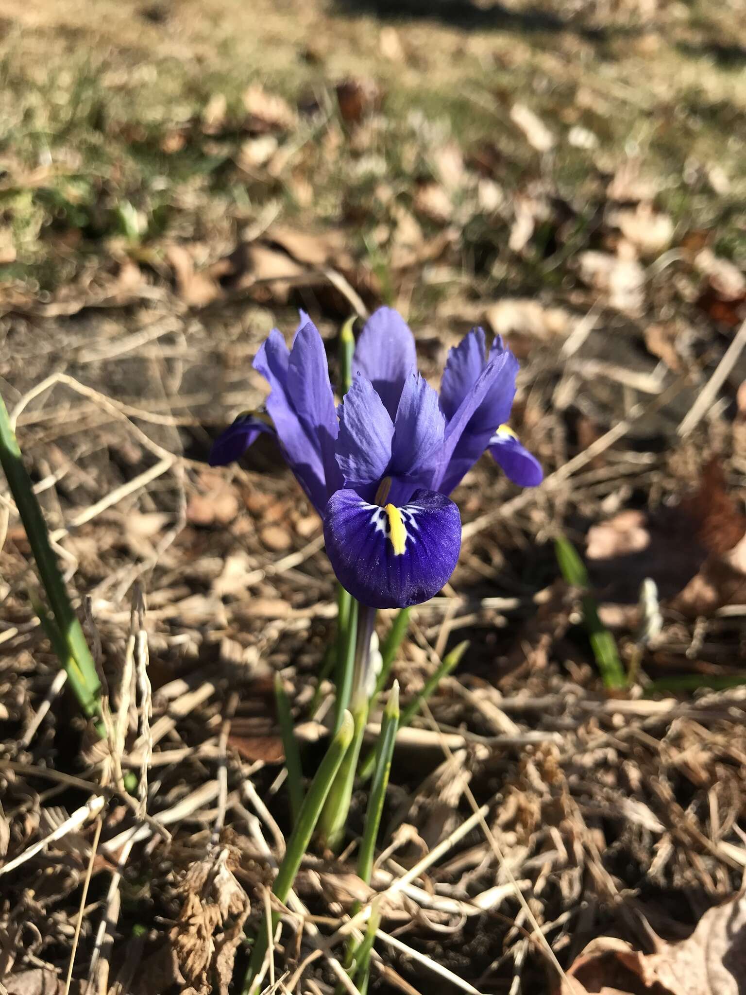 Plancia ëd Iris reticulata M. Bieb.