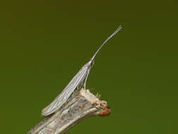 Image of Coleophora otidipennella