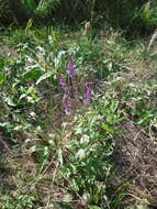 Imagem de Salvia nemorosa subsp. nemorosa