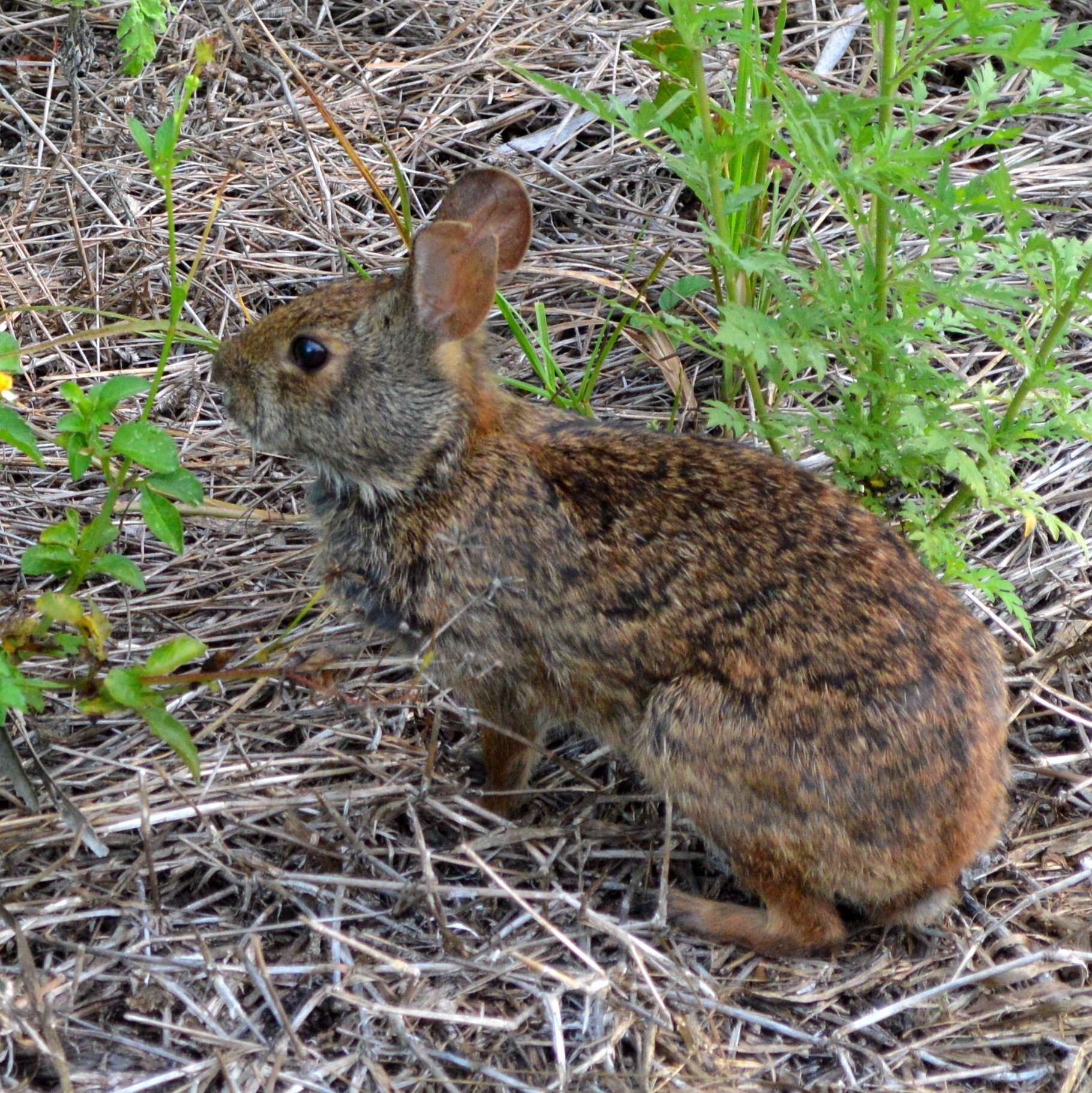 Image of Key Rabbit