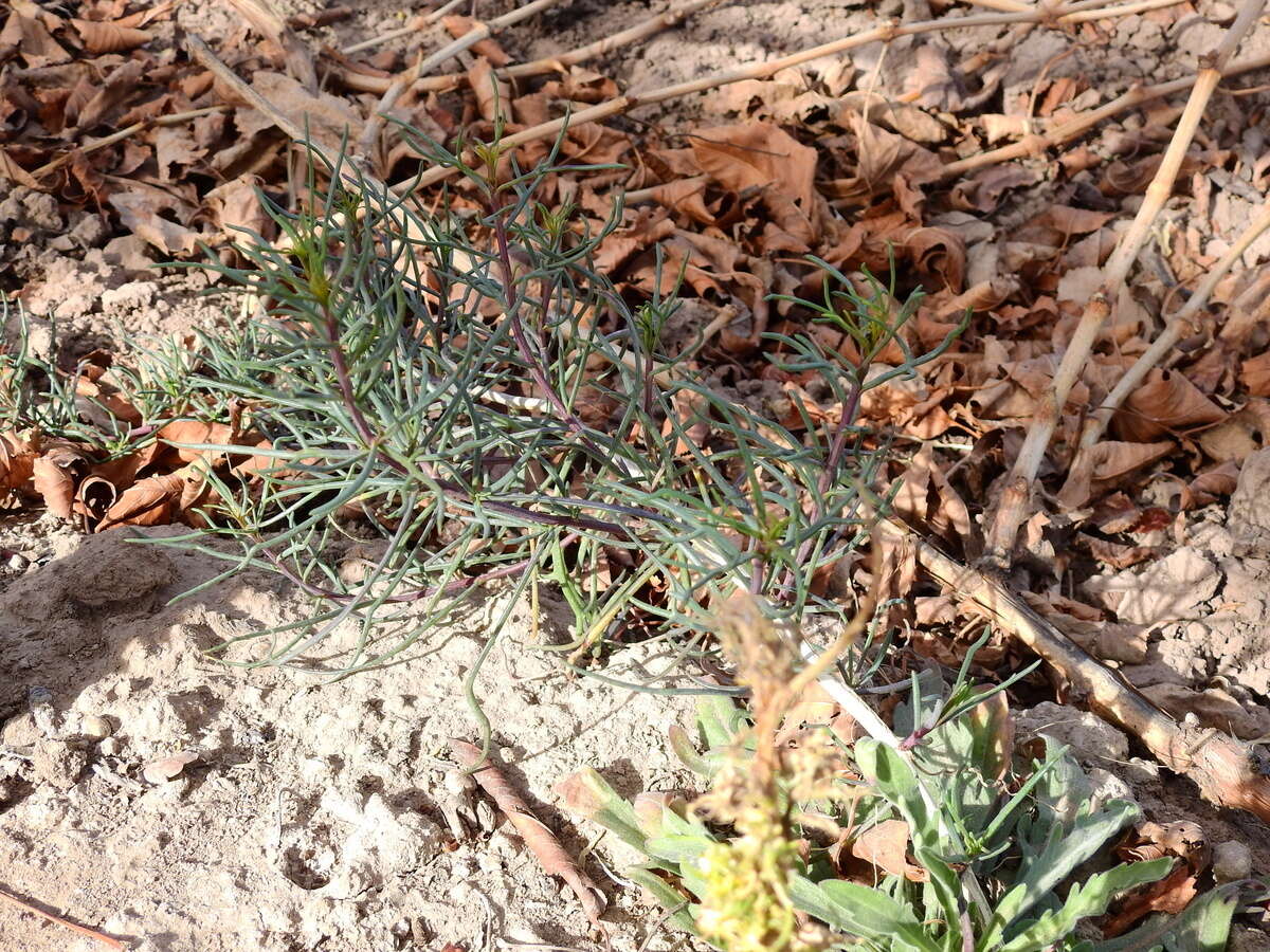 Image of Senecio subulatus D. Don ex Hook. & Arn.