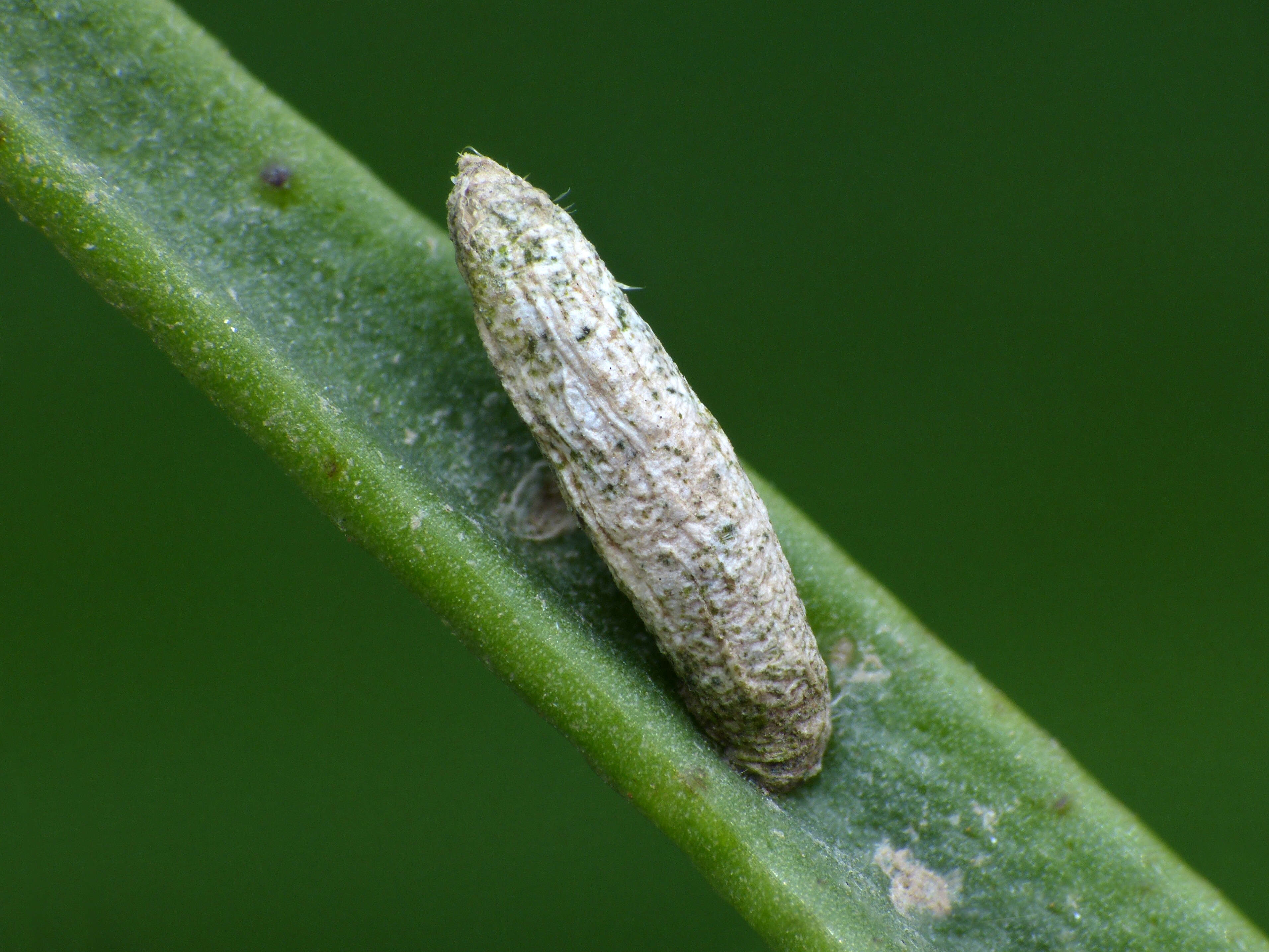 Image of Coleophora atriplicis Meyrick 1928