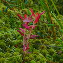 Image of Exobasidium savilei Nannf. 1981