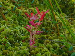 Image of Exobasidium savilei Nannf. 1981