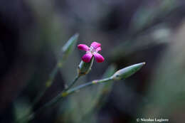 صورة Dianthus cinnamomeus Sm.