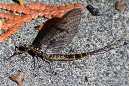 Image of Brown Drake (Mayfly)