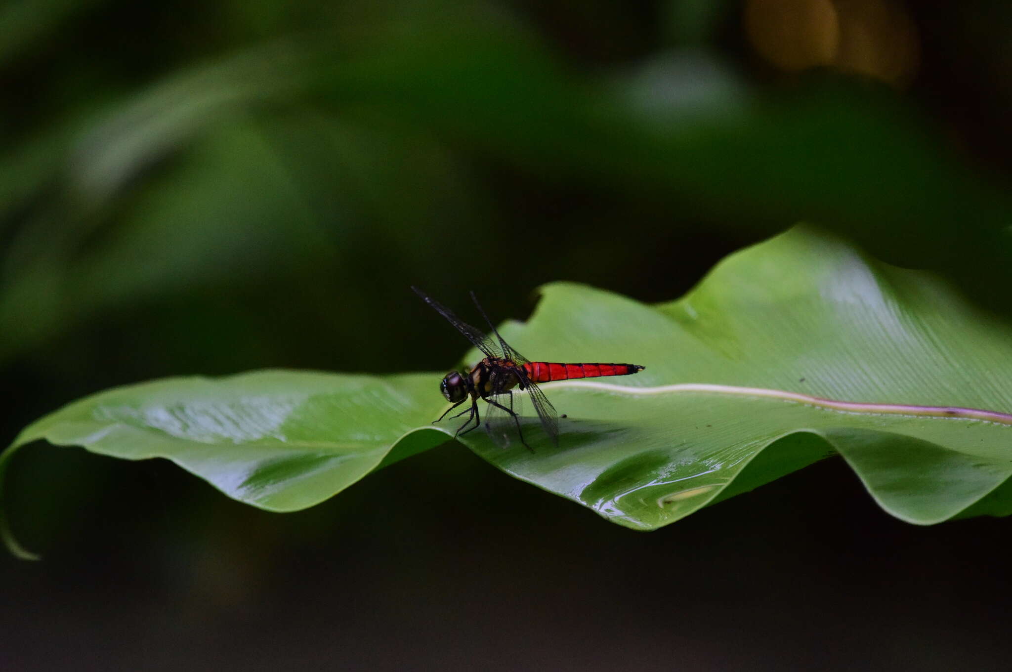 Image of Lyriothemis elegantissima Selys 1883