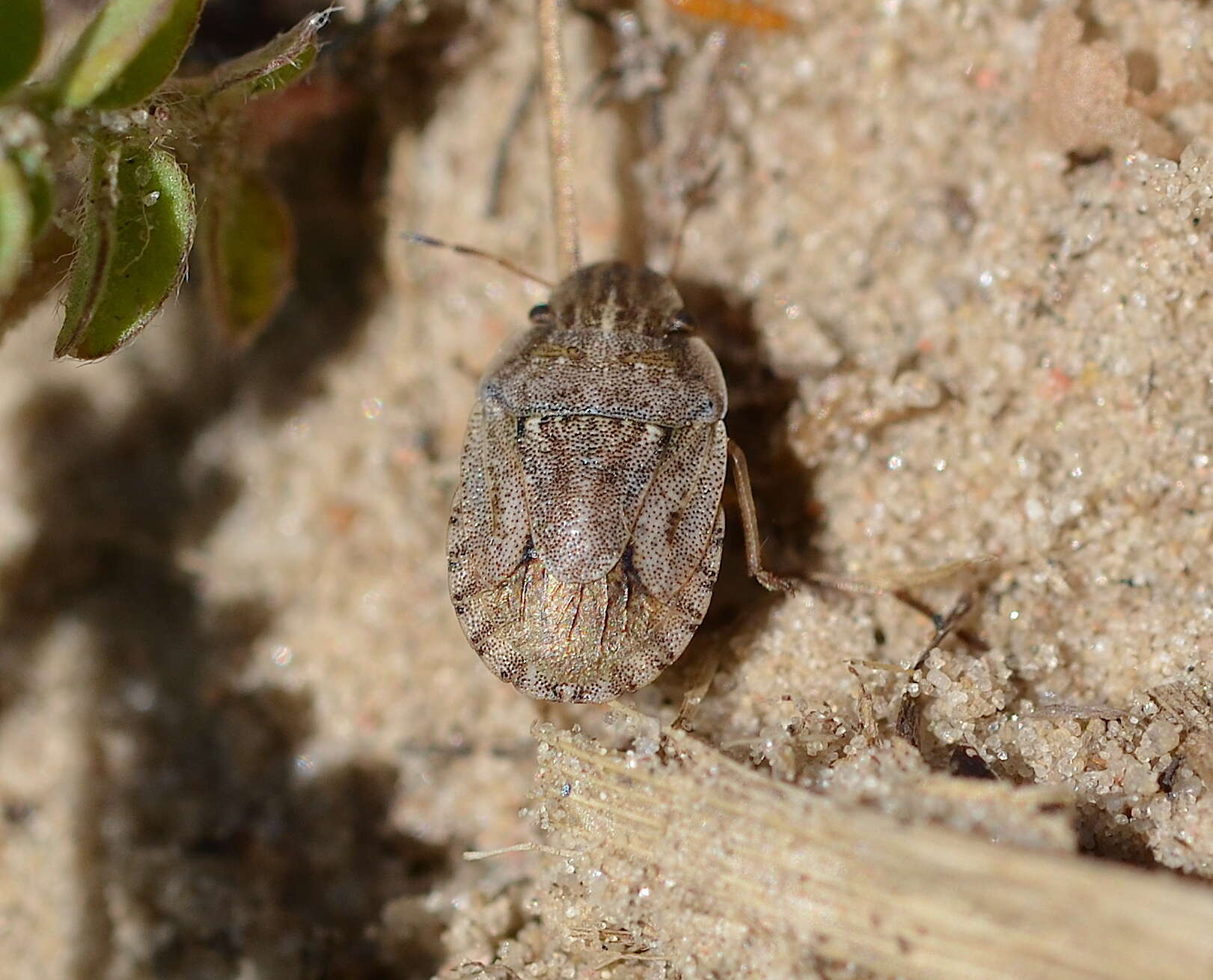 Image of Sciocoris cursitans (Fabricius 1794)